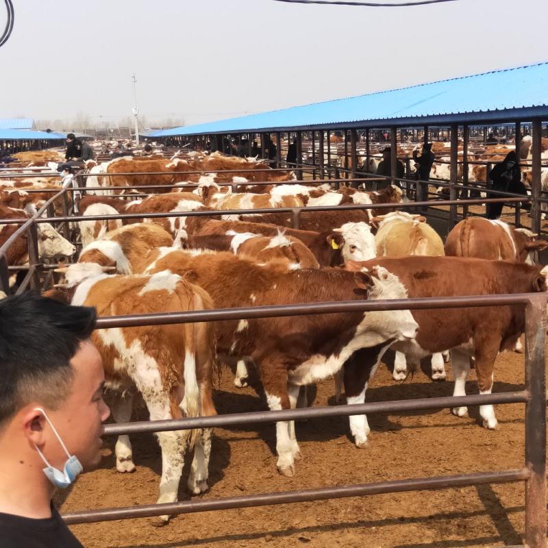 广西肉牛犊，小牛犊，西门塔尔牛500斤公牛，活牛，包技术