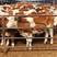 广西肉牛犊，小牛犊，西门塔尔牛500斤公牛，活牛，包技术
