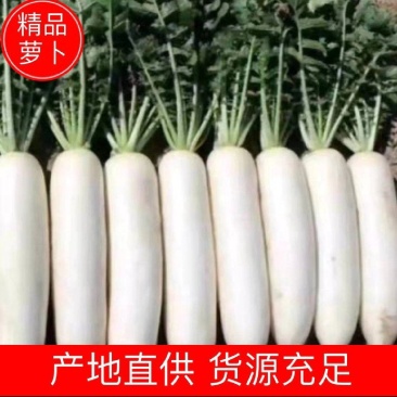 🅰湖北白萝卜产地直发物美价廉量大从优质量三包