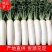🅰湖北白萝卜产地直发物美价廉量大从优质量三包