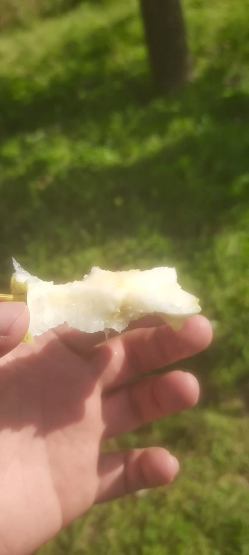 原平同川酥梨大量有货，口感好，润肺解渴，价格优，