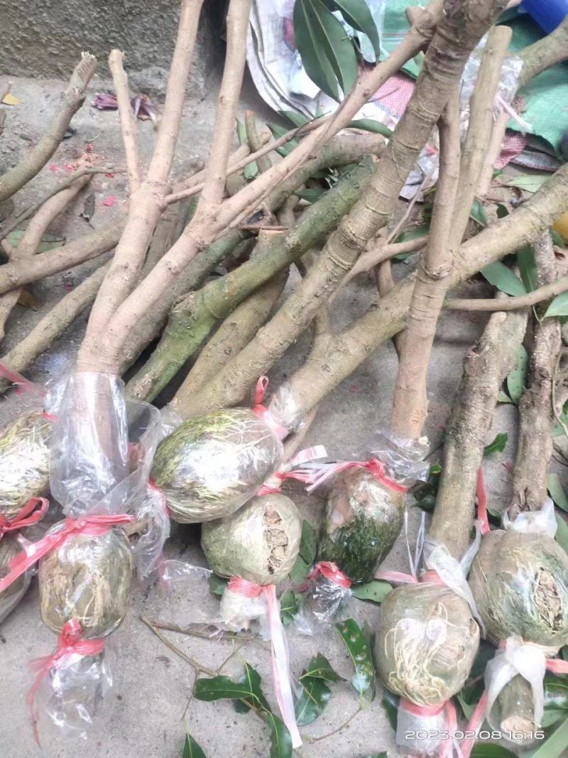 荔枝苗（千里单骑，二两纹银，博贵妃一笑。）