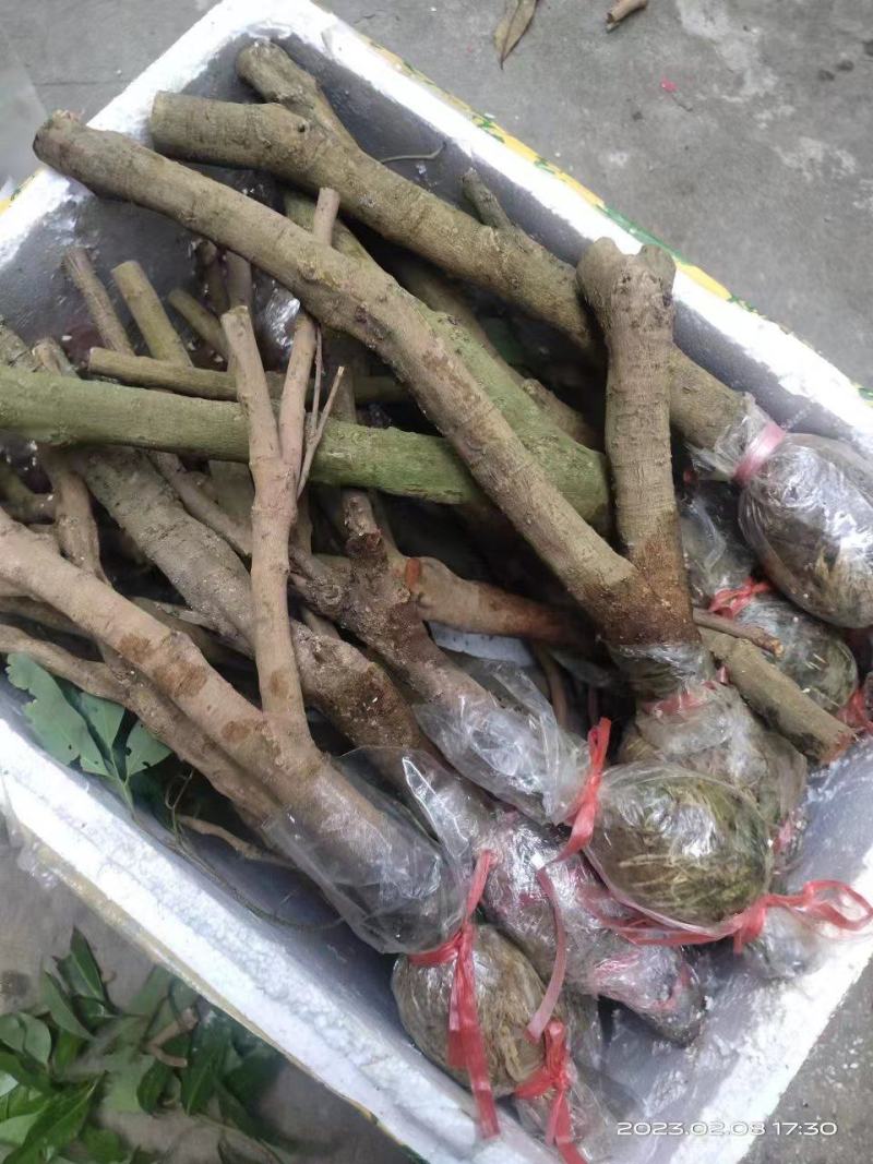 荔枝苗（千里单骑，二两纹银，博贵妃一笑。）