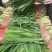 精品韭菜大量有货需要可以联系，叶子黑，根粗，质量么有马达