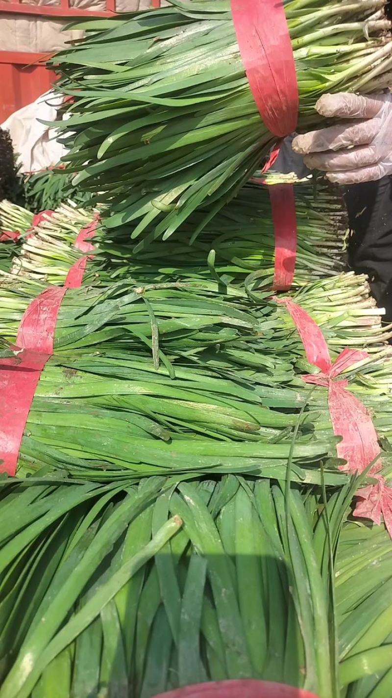 精品韭菜大量有货需要可以联系，叶子黑，根粗，质量么有马达