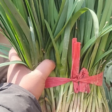 精品韭菜大量有货需要可以联系，叶子黑，根粗，质量么有马达