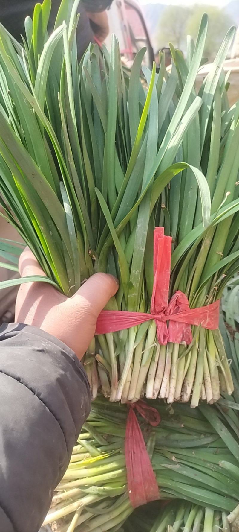 精品韭菜大量有货需要可以联系，叶子黑，根粗，质量么有马达