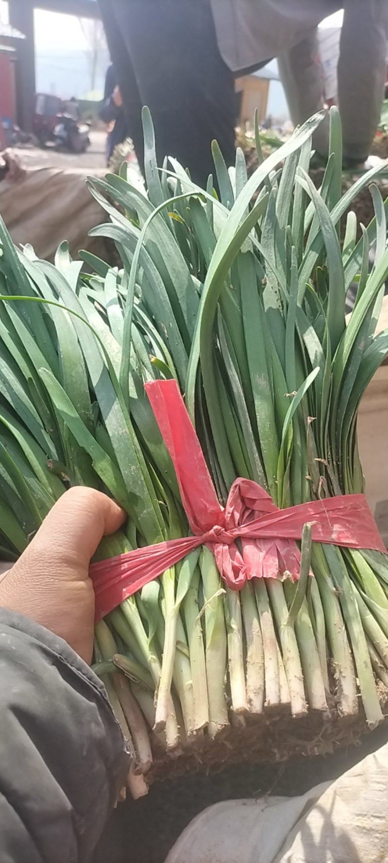 精品韭菜大量有货需要可以联系，叶子黑，根粗，质量么有马达