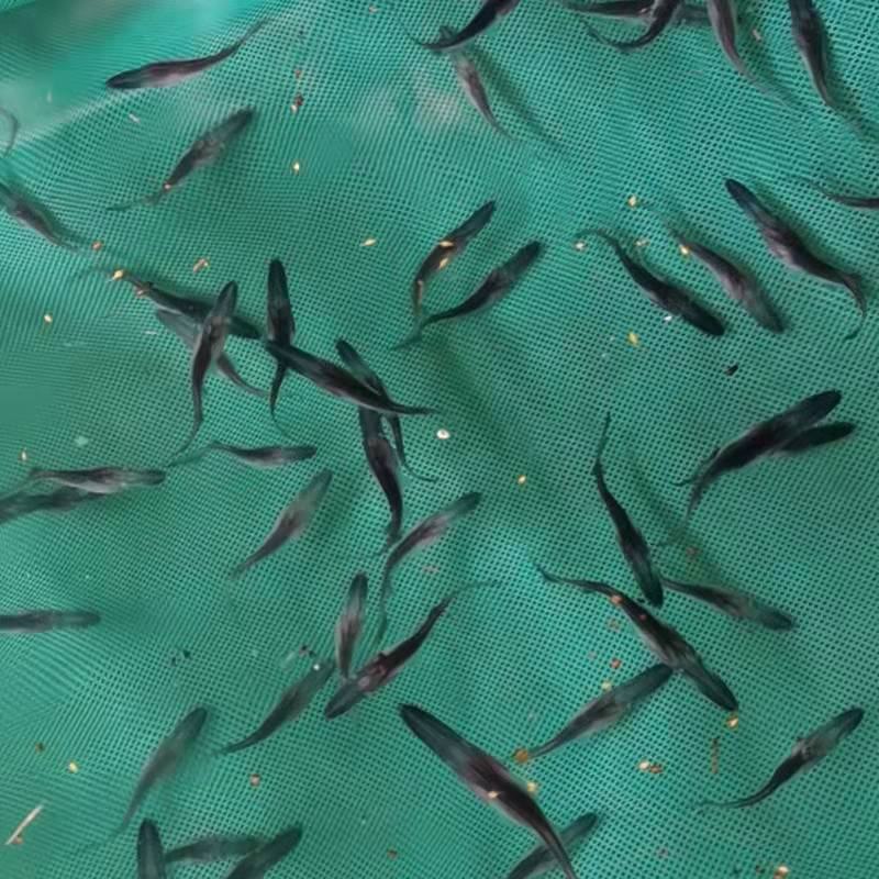 鸭嘴鱼苗新苗基地直供好养品种