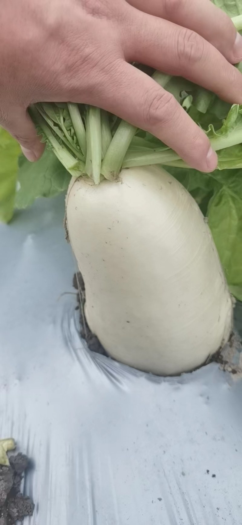 夏秋白玉萝卜，夏播五月六月份，秋播八月份至十月份。