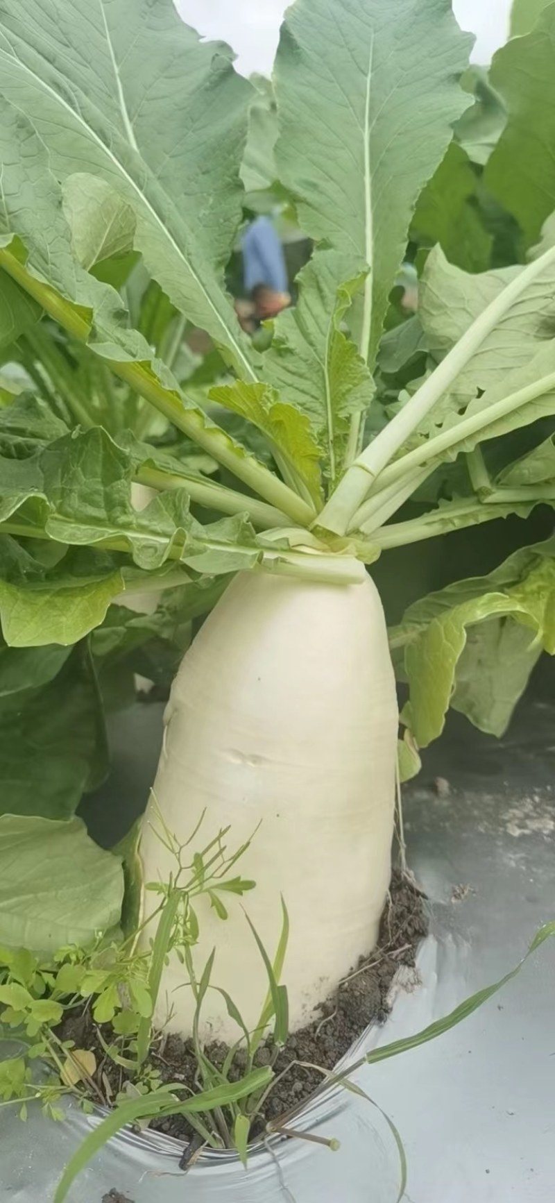 夏秋白玉萝卜，夏播五月六月份，秋播八月份至十月份。