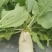 夏秋白玉萝卜，夏播五月六月份，秋播八月份至十月份。