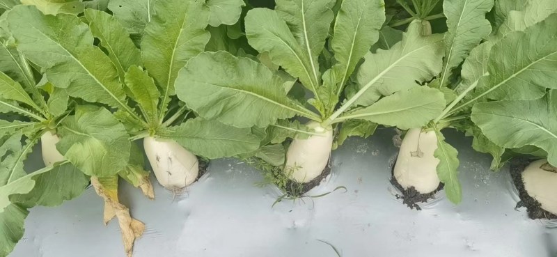 夏秋白玉萝卜，夏播五月六月份，秋播八月份至十月份。