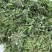 大量供应野生荠菜，新鲜，现挖现发常年供应电商团购