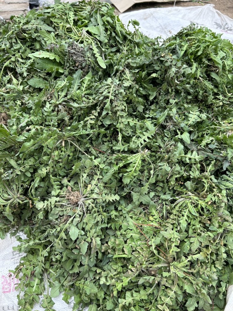 大量供应野生荠菜，新鲜，现挖现发常年供应电商团购