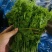 云南野菜(鲜菜)水撅菜(本地龙爪菜)