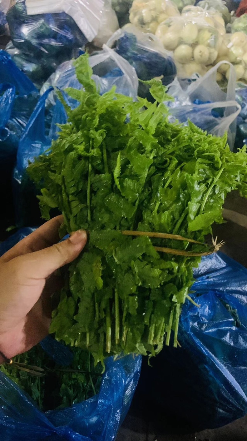 云南野菜(鲜菜)水撅菜(本地龙爪菜)