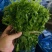 云南野菜(鲜菜)水撅菜(本地龙爪菜)