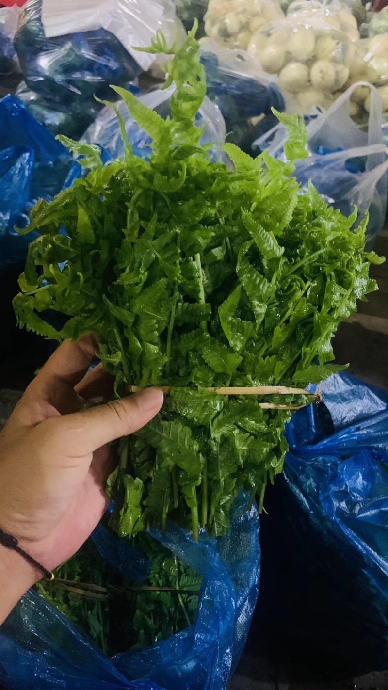 云南野菜(鲜菜)水撅菜(本地龙爪菜)