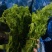 云南野菜(鲜菜)水撅菜(本地龙爪菜)