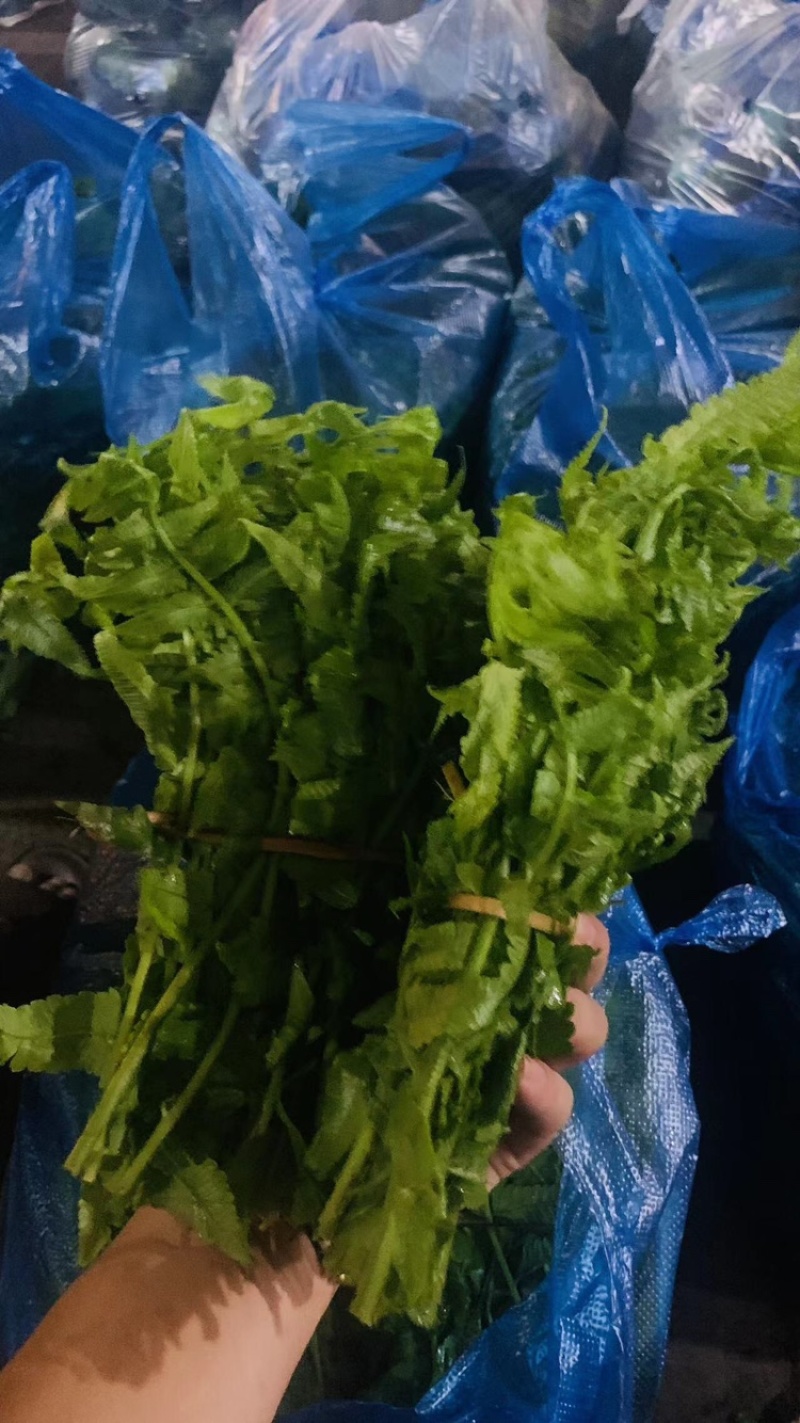 云南野菜(鲜菜)水撅菜(本地龙爪菜)