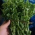 云南野菜(鲜菜)水撅菜(本地龙爪菜)
