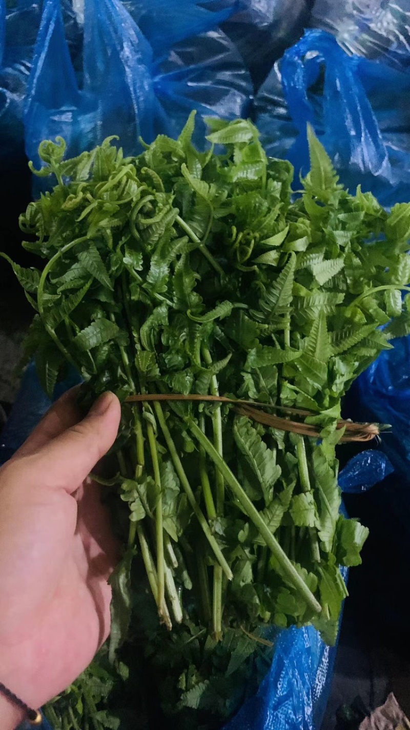 云南野菜(鲜菜)水撅菜(本地龙爪菜)