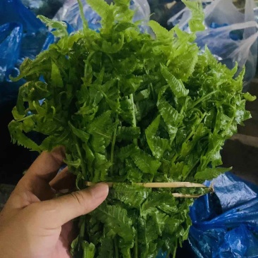 云南野菜(鲜菜)水撅菜(本地龙爪菜)