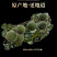 化橘红片约3.0公分工厂批发正宗化州橘红切片代工贴牌