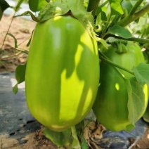 新野县蔬菜基地靑茄大量上市。可供市场商超电商