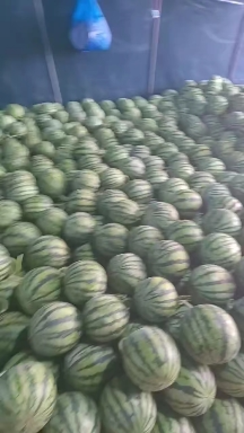 【美都无籽西瓜】河南夏邑产区现摘现发，皮薄多汁价格美丽