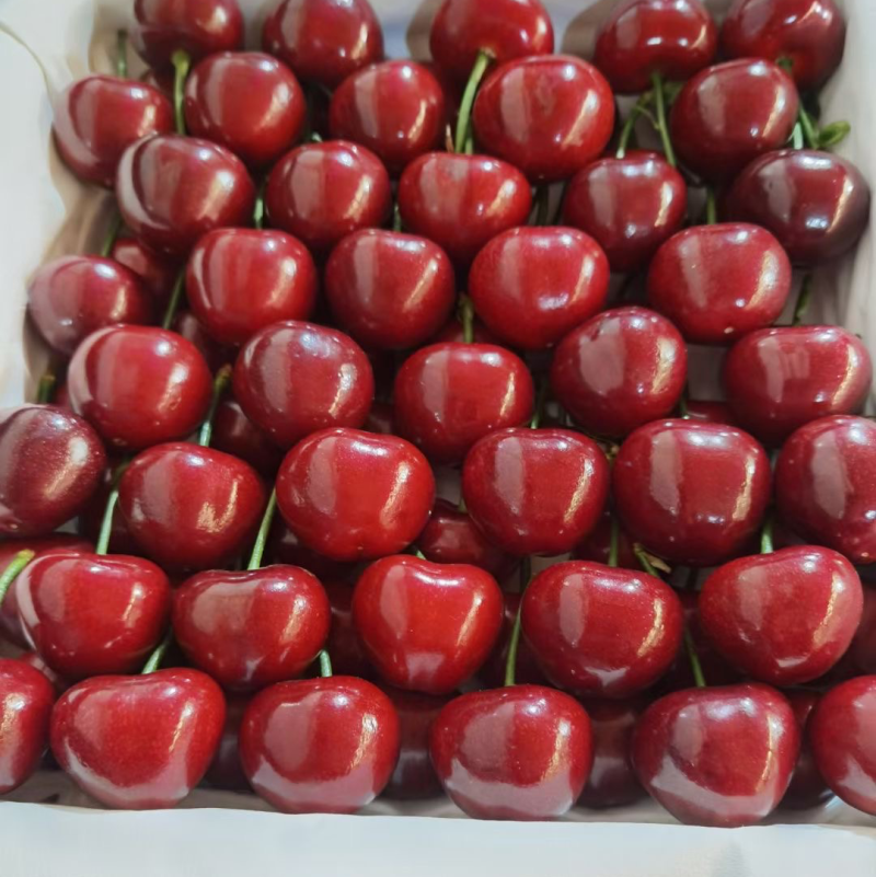 大连美早大樱桃自家种植基地，可一件代发