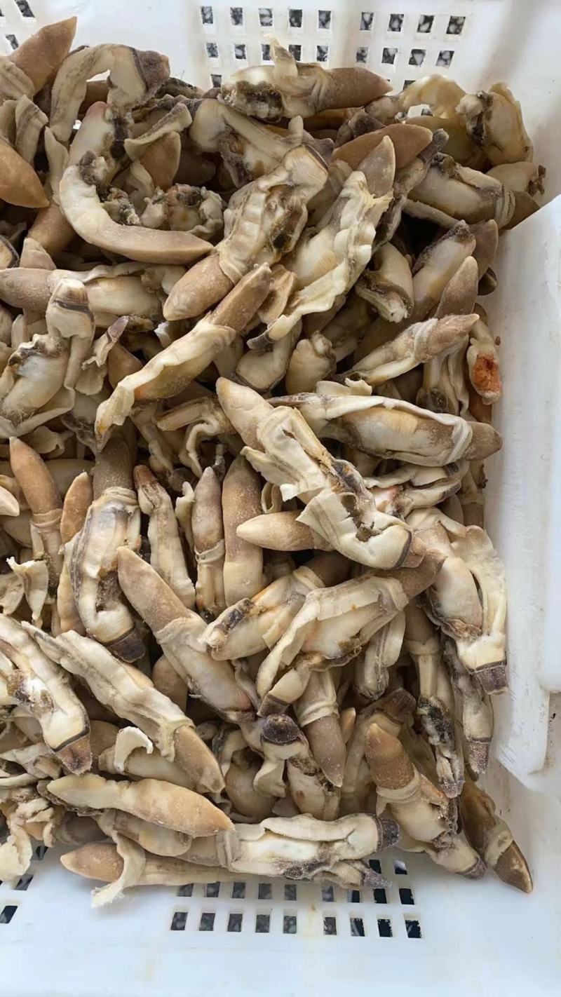 蛏子肉，干冰的蛏子肉，常年有货，价格便宜，开嘴无沙，品质