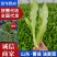 山东·曹县常年供应油麦菜,多种规格,价格实惠,量大从优