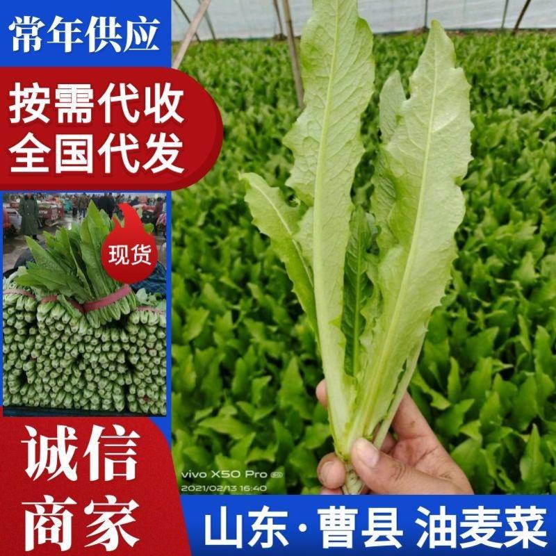 山东·曹县常年供应油麦菜，多种规格，价格实惠，量大从优