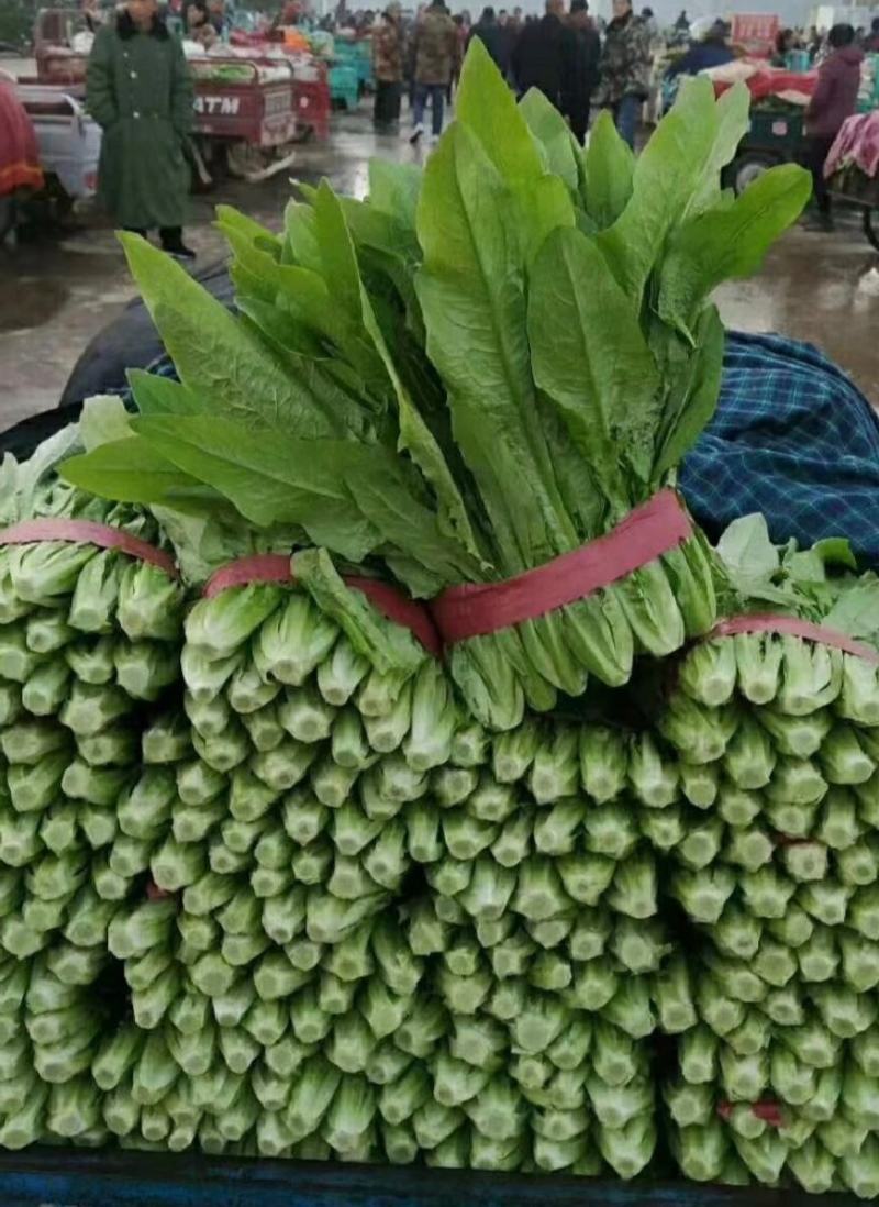 山东·曹县常年供应油麦菜，多种规格，价格实惠，量大从优