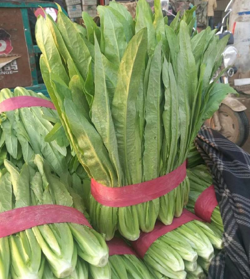 山东·曹县常年供应油麦菜，多种规格，价格实惠，量大从优