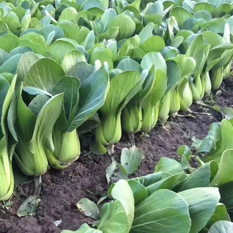 上海青基地直供，曹县小油菜，山东油菜，量大从优价格实惠