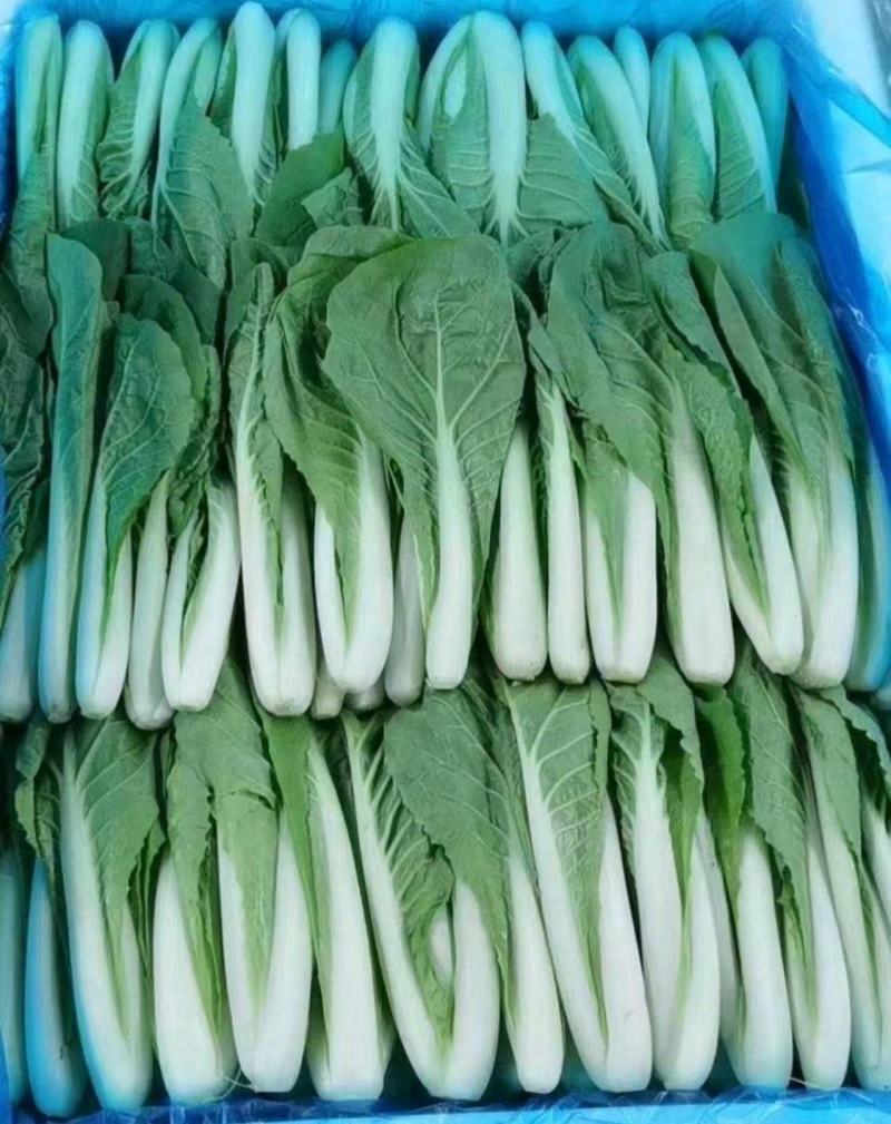 山东快菜菏泽曹县蔬菜基地常年供应，价格美丽可谈，欢迎来电