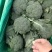 【荐】新野县西蓝花，大量上市，一手货源，可供商超市场