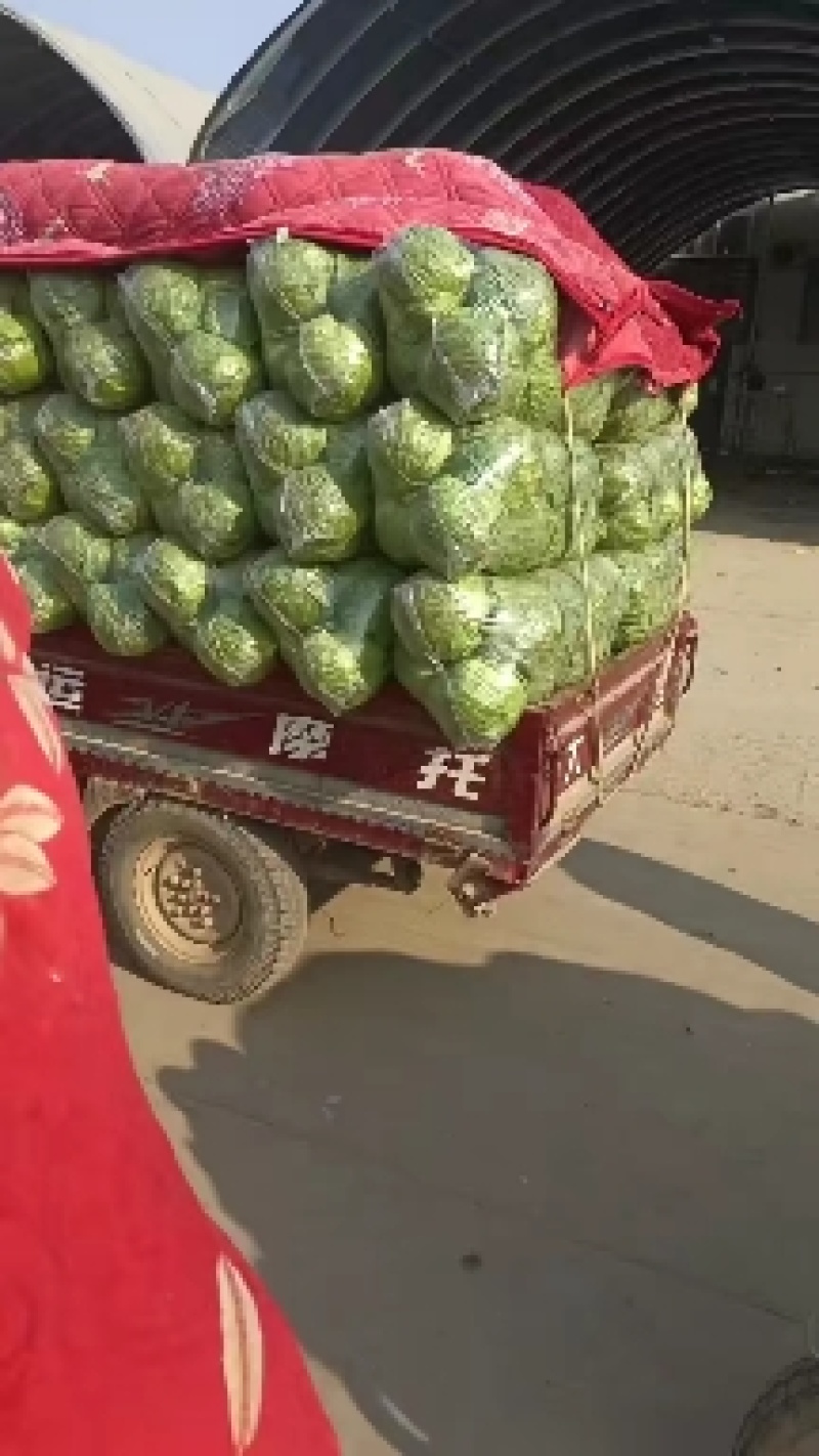 邯郸，精品甘蓝大量上市，发往全国量大从优一手货源，可视频