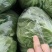 邯郸，精品甘蓝大量上市，发往全国量大从优一手货源，可视频