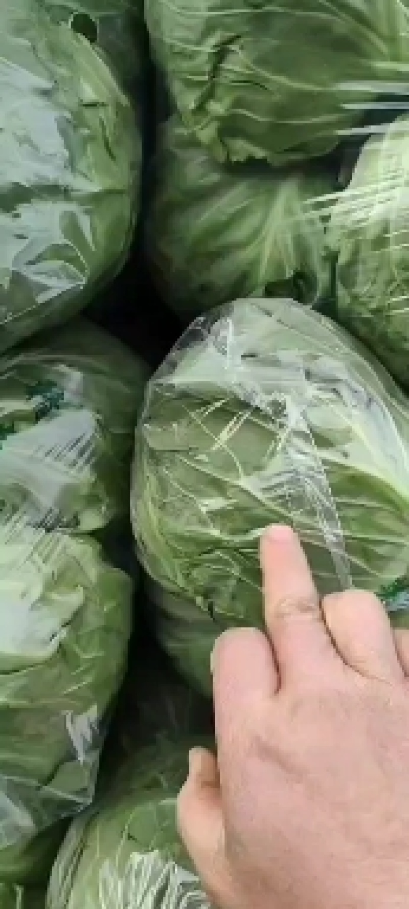 邯郸，精品甘蓝大量上市，发往全国量大从优一手货源，可视频