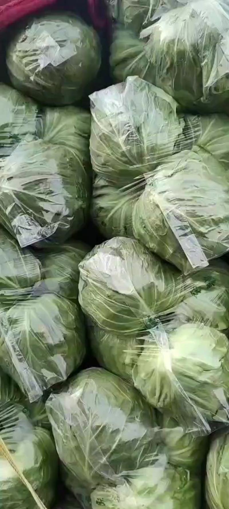 邯郸，精品甘蓝大量上市，发往全国量大从优一手货源，可视频