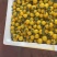 各类小番茄，千玺，贝贝，黄色小番茄，迷彩，青口蜜，釜山8