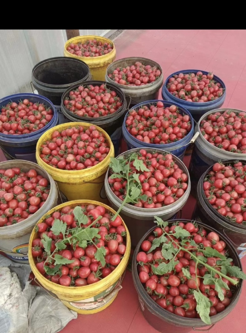 各类小番茄，千玺，贝贝，黄色小番茄，迷彩，青口蜜，釜山8