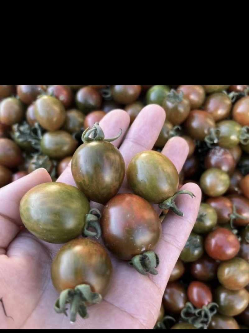 各类小番茄，千玺，贝贝，黄色小番茄，迷彩，青口蜜，釜山8