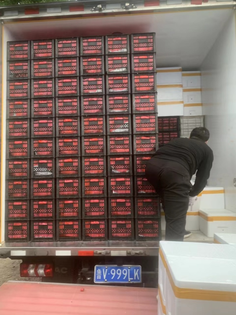 各类小番茄，千玺，贝贝，黄色小番茄，迷彩，青口蜜，釜山8