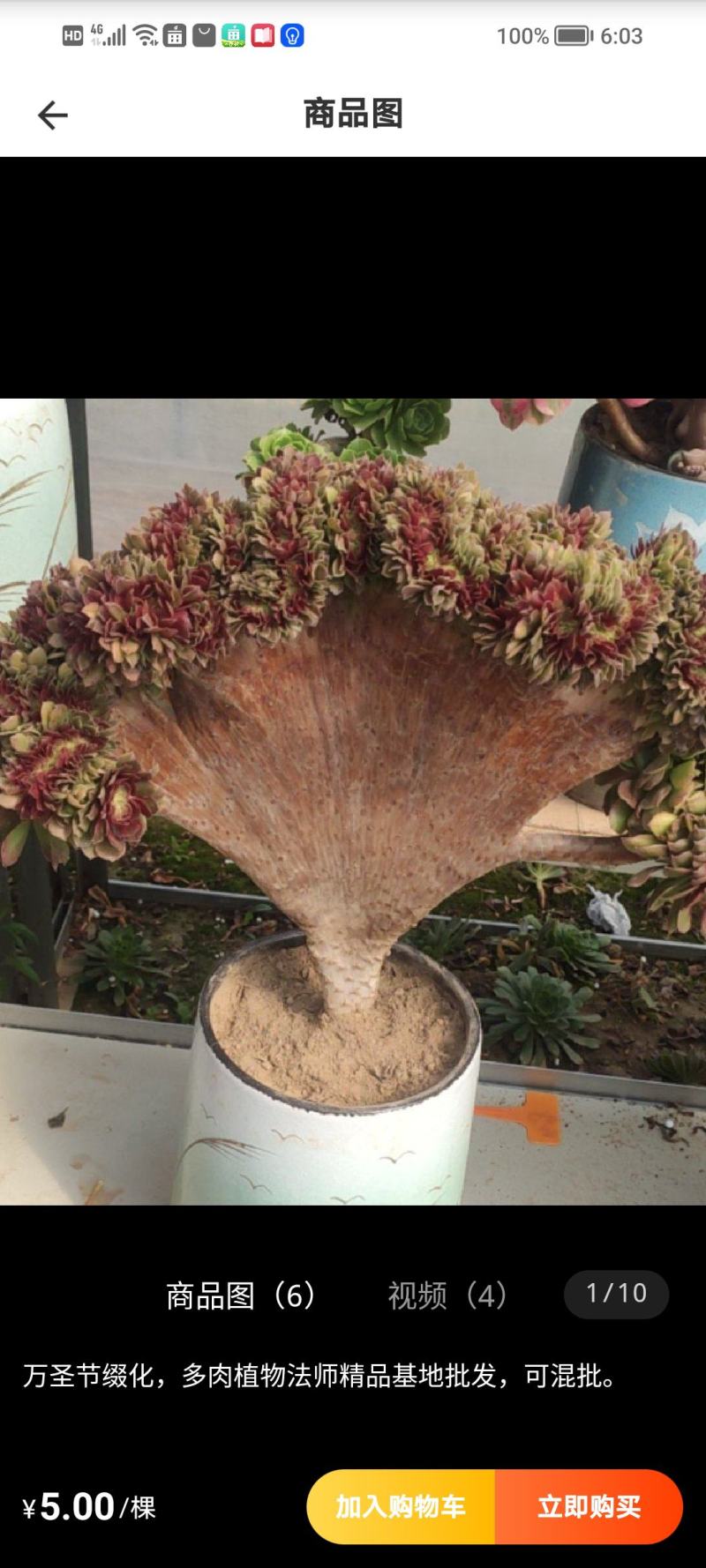 多肉法师万圣节缀化大手捧，产地批发，形态周正，可视频看货
