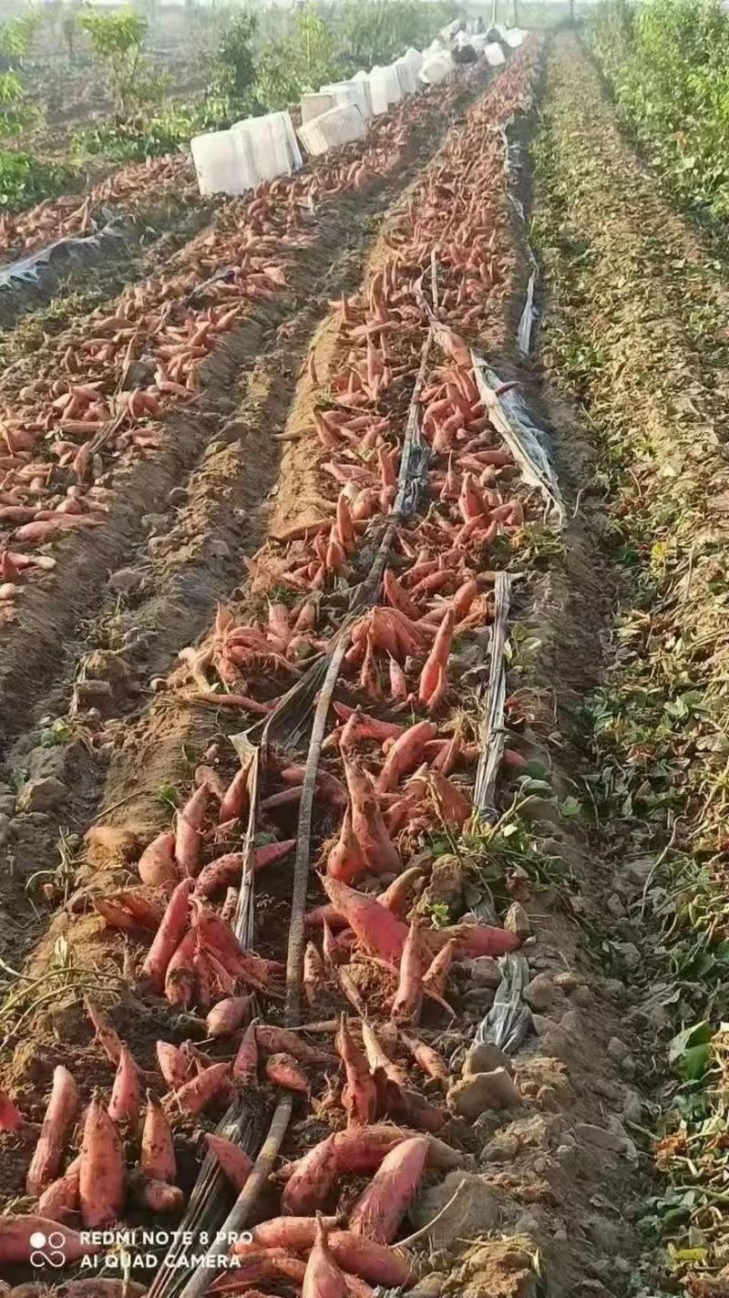 红薯栽苗神器厂家直发
